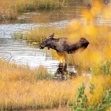 Dom wakacyjny Log In Surrounded By Activity Evje